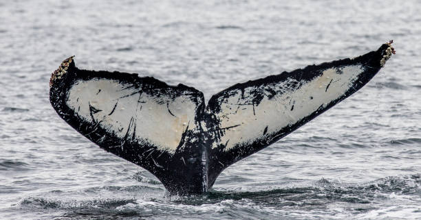 istock Tail humpback whale above the water surface close up. 669360564