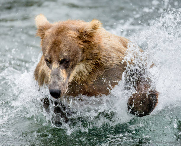 istock Brown bear swimming in the lake. 669363162