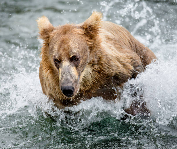 istock Brown bear swimming in the lake. 669363240
