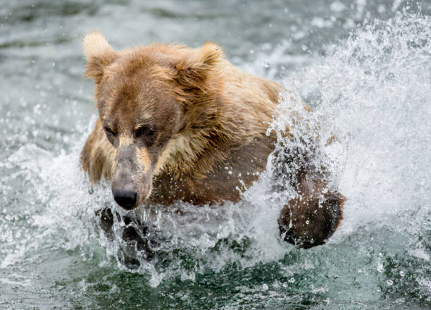istock Brown bear swimming in the lake. 669363370