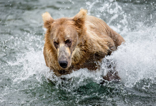istock Brown bear swimming in the lake. 669363372