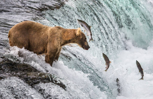 istock Brown bear catches a salmon in the river. 669363450