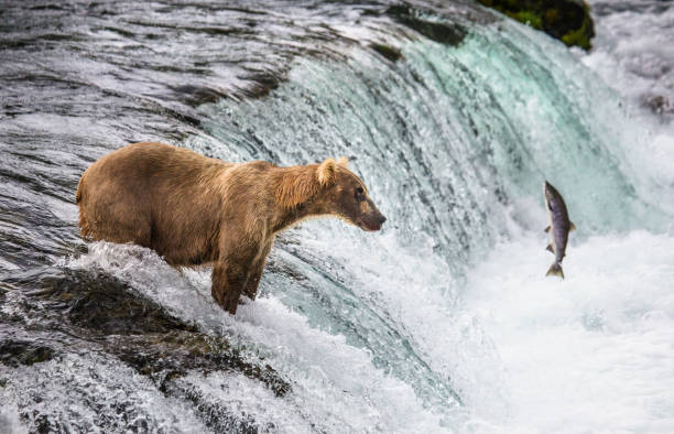 istock Brown bear catches a salmon in the river. 669363454
