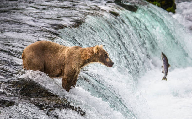 istock Brown bear catches a salmon in the river. 669363458
