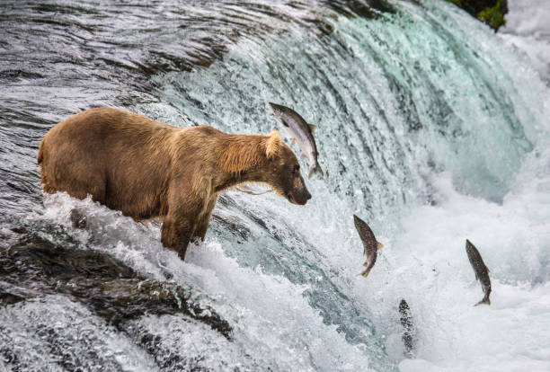istock Brown bear catches a salmon in the river. 669363460