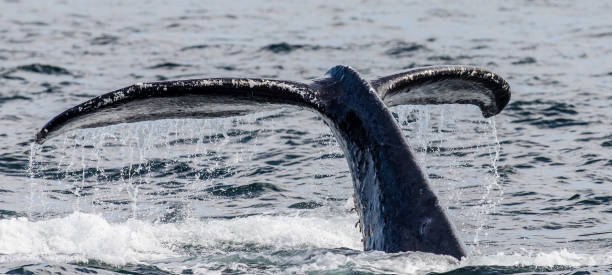 istock Tail humpback whale above the water surface close up. 669363712