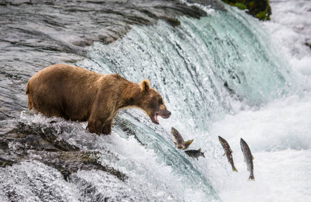 istock Brown bear catches a salmon in the river. 669363718