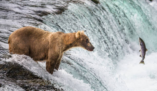 istock Brown bear catches a salmon in the river. 669363720