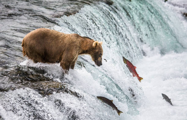 istock Brown bear catches a salmon in the river. 669363724