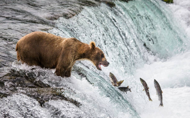 istock Brown bear catches a salmon in the river. 669363726