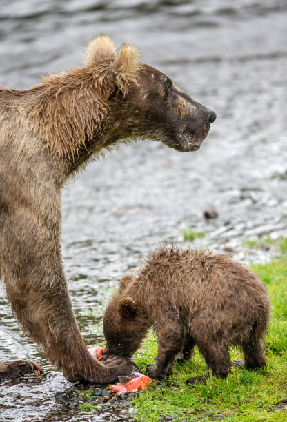 istock Mother brown bear with cub eating salmon in the river. 669363762