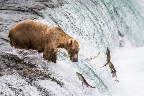 istock Brown bear catches a salmon in the river. 669363956