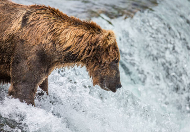 istock Brown bear catches a salmon in the river. 669363964