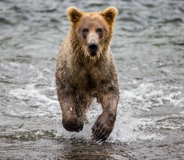 istock Brown bear running in the water in the river. 669363970