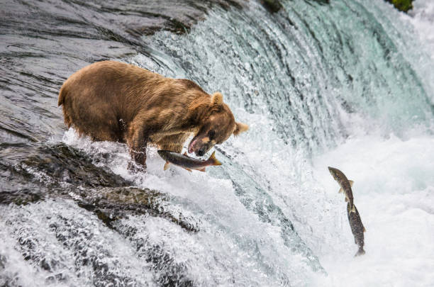 istock Brown bear catches a salmon in the river. 669363982