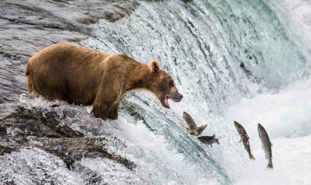 istock Brown bear catches a salmon in the river. 669363988