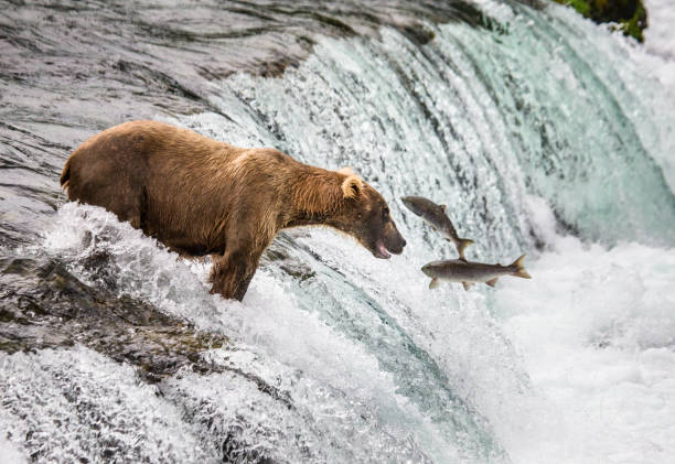istock Brown bear catches a salmon in the river. 669364070