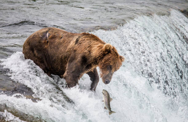 istock Brown bear catches a salmon in the river. 669364196