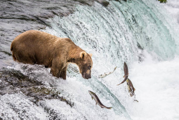 Brown bear catches a salmon in the river.