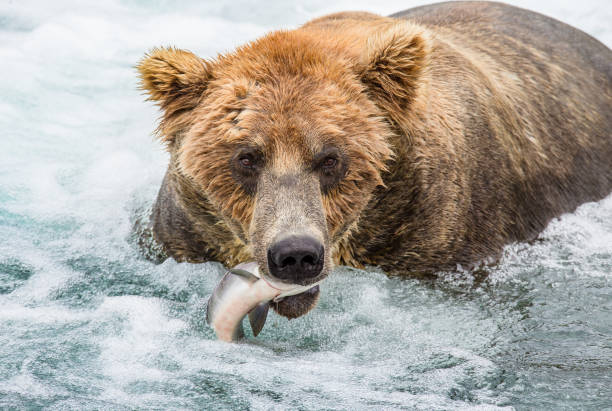istock Brown bear with a salmon in his mouth. 669364244