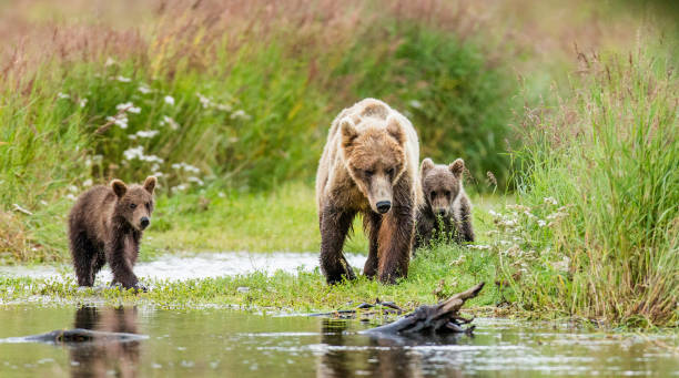 istock Mother brown bear with cubs in the wild. 669364246