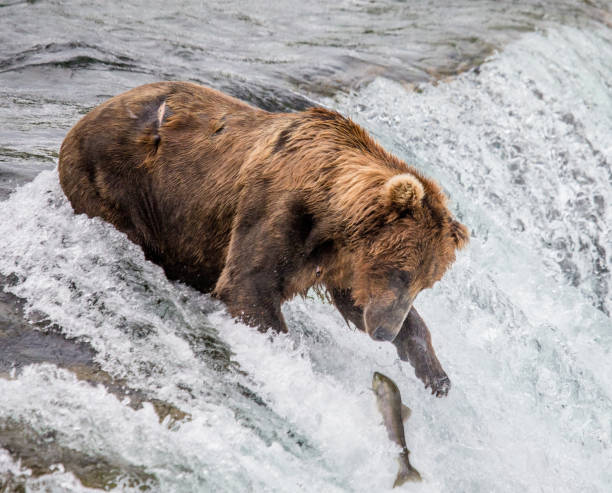 istock Brown bear catches a salmon in the river. 669364374