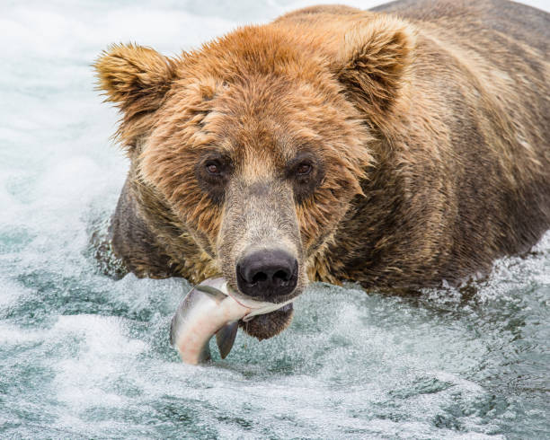istock Brown bear with a salmon in his mouth. 669366710