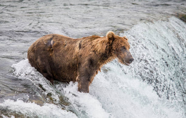 istock Brown bear catches a salmon in the river. 669366846