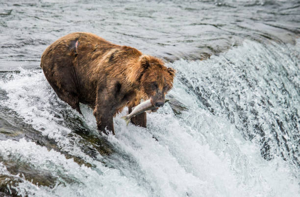istock Brown bear catches a salmon in the river. 669367164