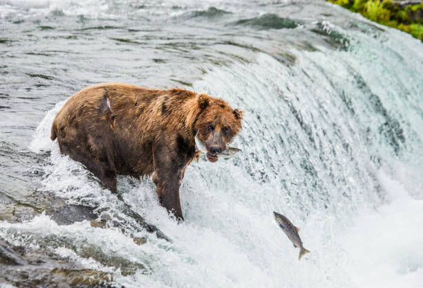 istock Brown bear catches a salmon in the river. 669367280