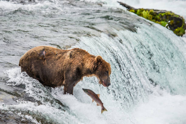 istock Brown bear catches a salmon in the river. 669367288