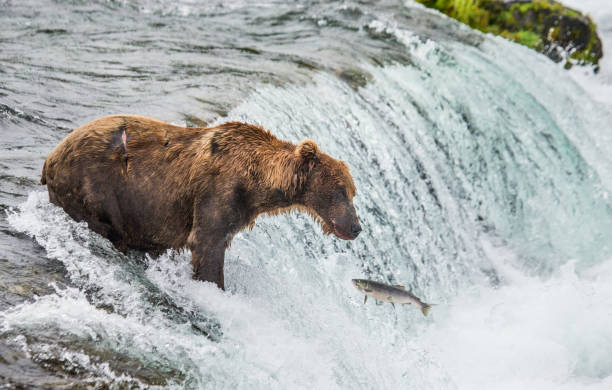 istock Brown bear catches a salmon in the river. 669367294