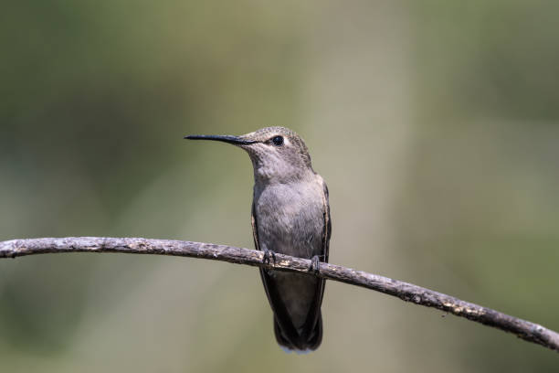 istock Female Anna's hummingbird. 669367552