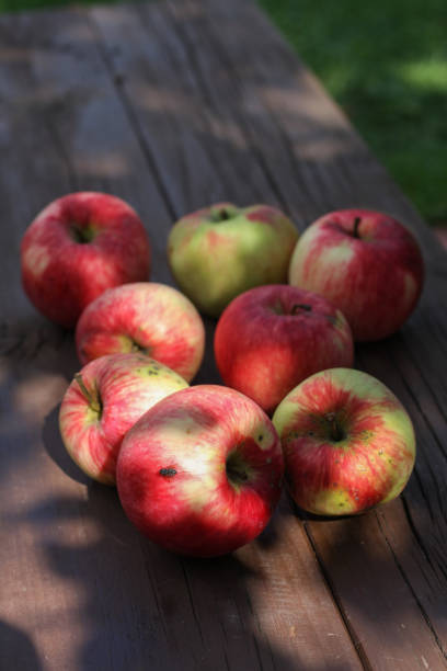 istock Red striped apples on the bench in the garden 669367626