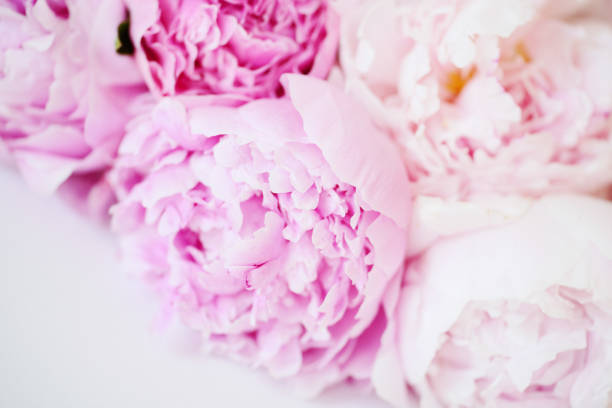 istock Beautiful spring bouquet of pink peonies 669367706
