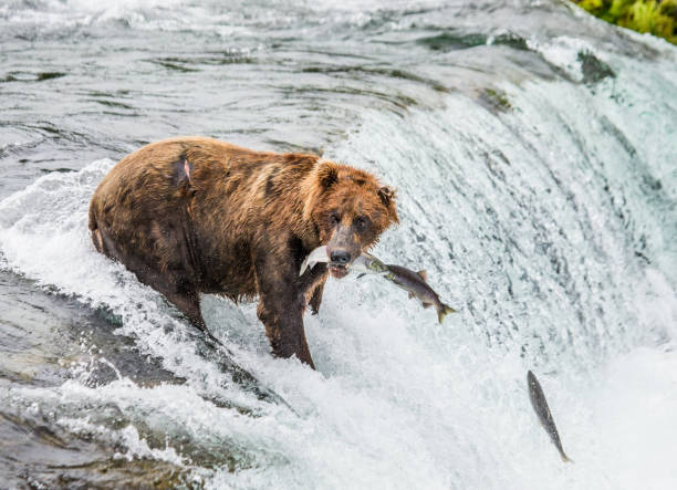 istock Brown bear catches a salmon in the river. 669369790
