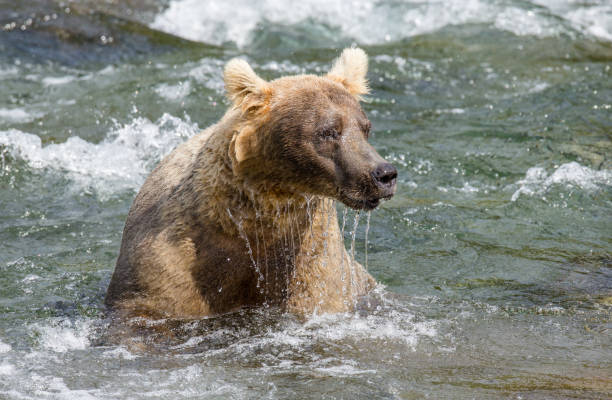 istock Brown bear sitting in the river. 669369796