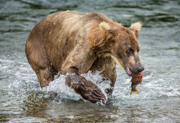 istock Brown bear with a salmon in his mouth. 669369874