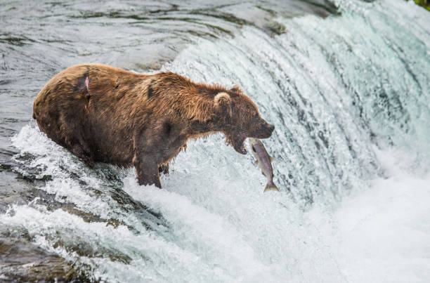 istock Brown bear catches a salmon in the river. 669370386