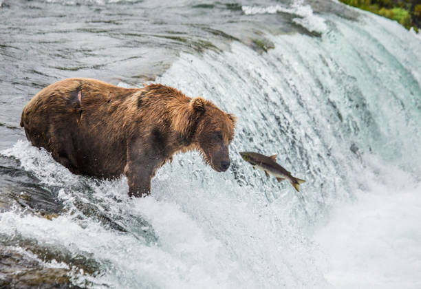 istock Brown bear catches a salmon in the river. 669370392