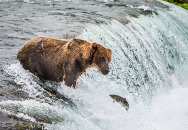istock Brown bear catches a salmon in the river. 669370648