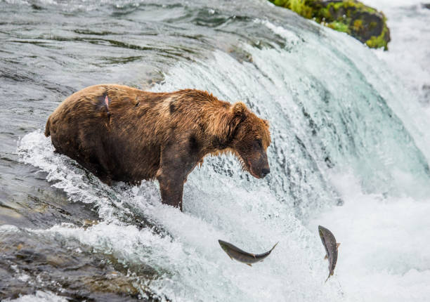 istock Brown bear catches a salmon in the river. 669370650
