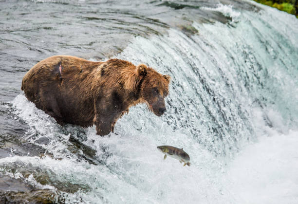 istock Brown bear catches a salmon in the river. 669370716