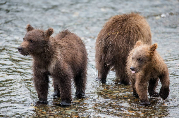 istock Mother brown bear with cub in the river. 669370718
