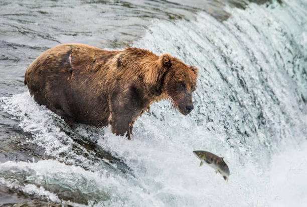 istock Brown bear catches a salmon in the river. 669370788