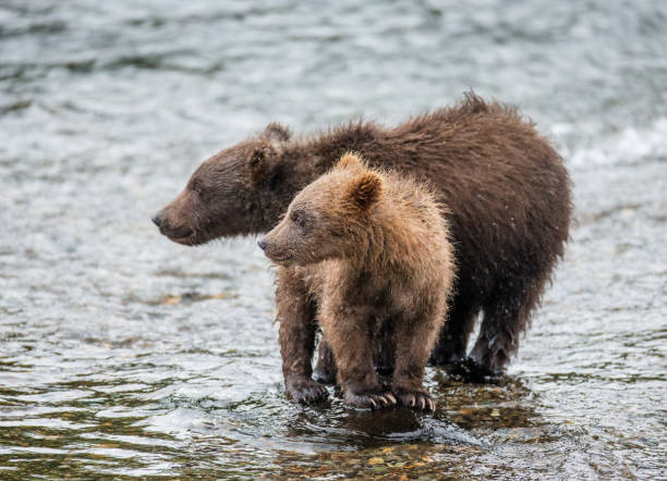 istock Mother brown bear with cub in the river. 669370804
