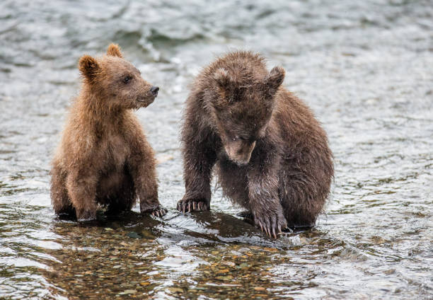 istock Mother brown bear with cub in the river. 669370836