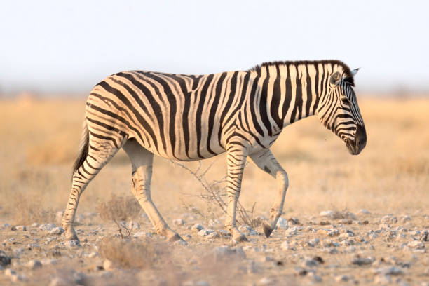 istock Zebra in Etosha National Park 669370874