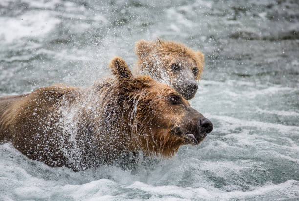 istock Mother brown bear with cub in the river. 669370926