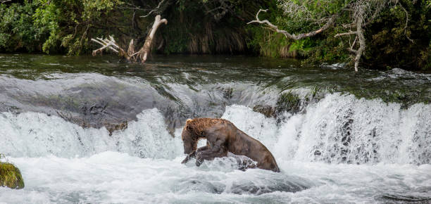 istock Brown bear catches a salmon in the river. 669370970